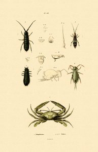 Őrrák, 1833-39 alkotó: French School